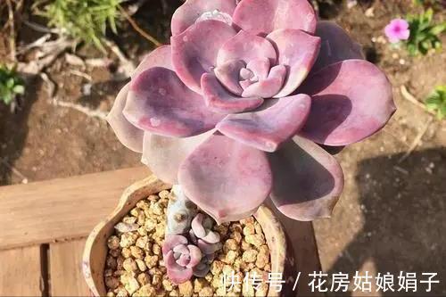 养多肉不爆“头”?“掰叶法”来帮忙,叶片掰一掰,叶下长满新头