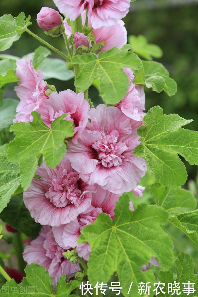 以前被嫌弃的土花,现在变成盆栽中的“香饽饽”,只因好养花量大