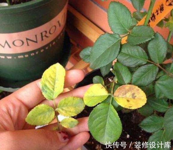 养花容易有黄叶记住这四招,植物生长才旺盛,不在黄叶烂根
