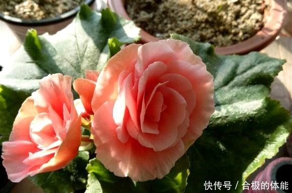 此“花”漂亮似玫瑰,即使不好养活,养死了也会再买,太讨人喜欢!