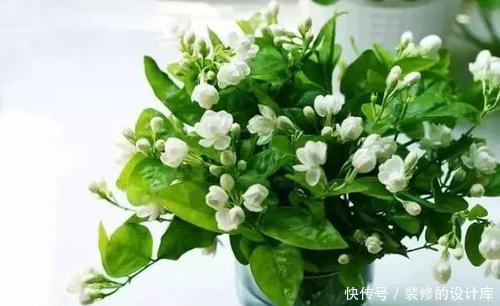 做好|冬天养茉莉花,做好3件事很关键,安全春化,来年才能顺利开花!