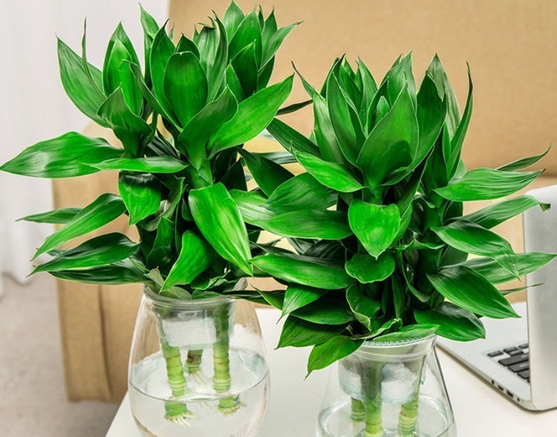 观音竹|建议中老年花友:养花就养4种,寓意是真的好