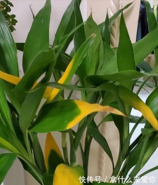 叶片|富贵竹这样养,不干尖,不黄叶,不烂根,四季油绿