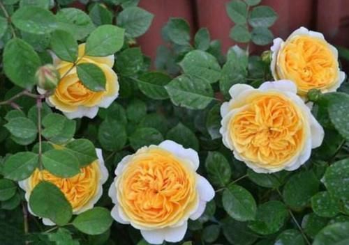 做法|去闺蜜家发现,院子里没有一处空地,遍地是花卉,做法好高级