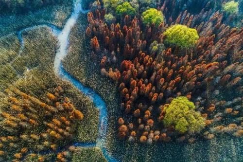 闭园改造2年半后，崇明西沙湿地将于本周五恢复开放，全新打造了生态步道及游览路线