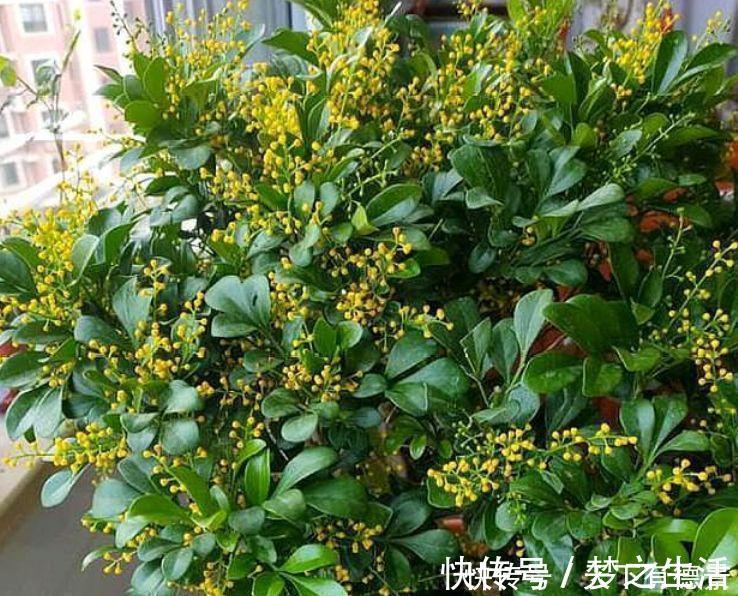 4种花是“开花大户”，一次开放100朵，家里摆1盆，比香水还好闻