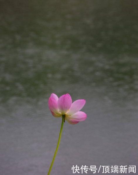 市花|河南18市市花大全！这种花居然同为8个市的市花