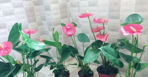 什么花可一年开四季盆栽上4种植物,个个都能全年花开不停歇