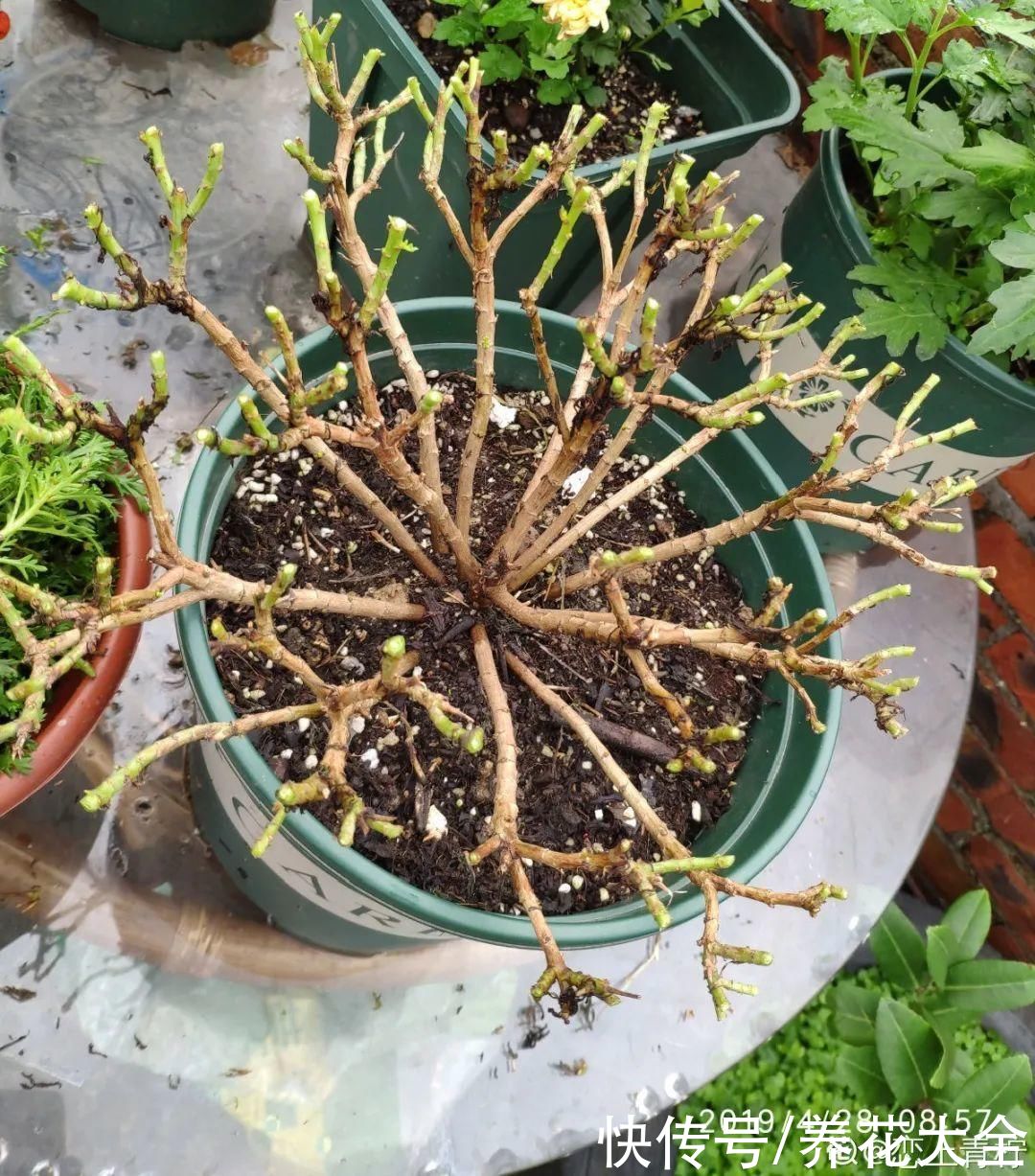 马齿苋花|山东马齿苋老桩，年年开花像小树，网友直呼：假的吧