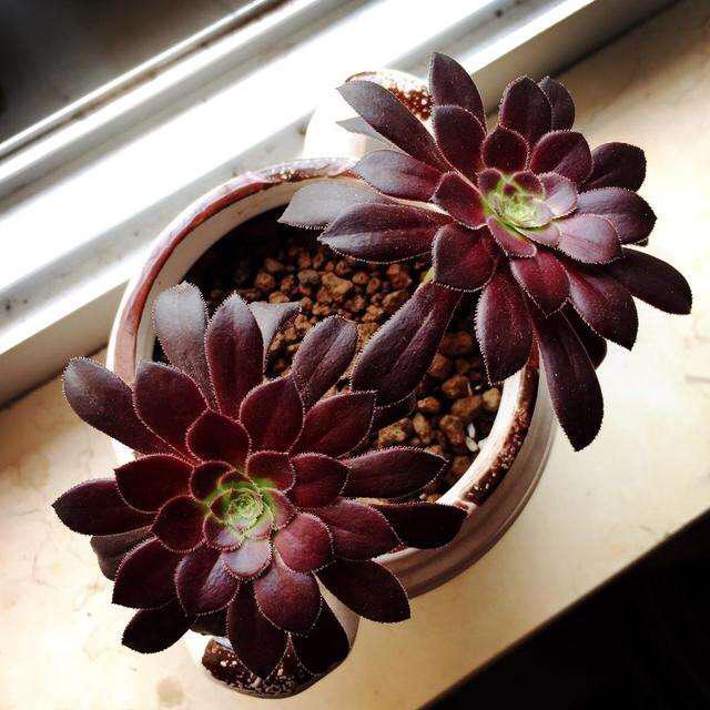 夏天养多肉，除了浇水、光照，有“一点”更重要，叶片美、状态好