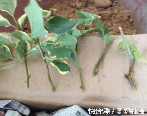 垃圾桶中容易“捡到”的3种花,1分钱不花,养出几十盆,花开爆盆