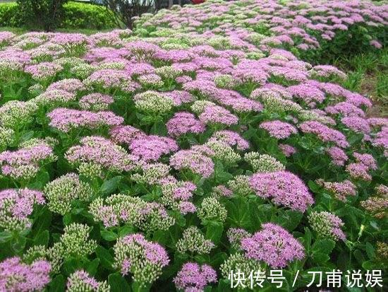 农村3种“野多肉”，见到挖2棵，肥嘟嘟做盆栽，省下“买肉钱”