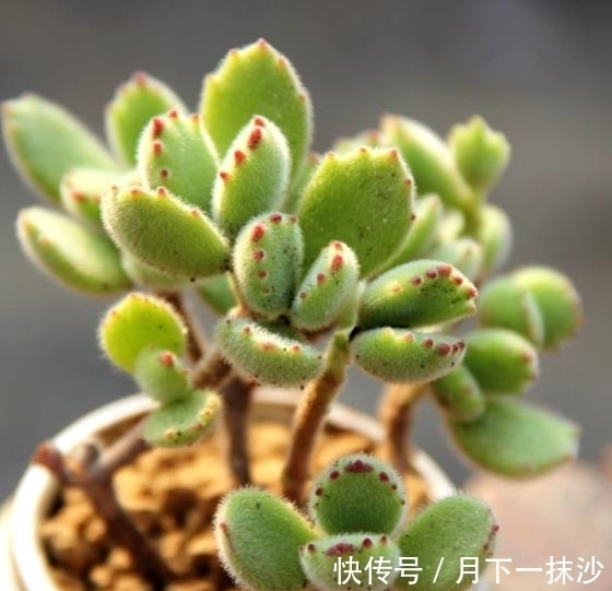 适合12月养的4种多肉,皮实好养美若天仙,新手也能养出好状态