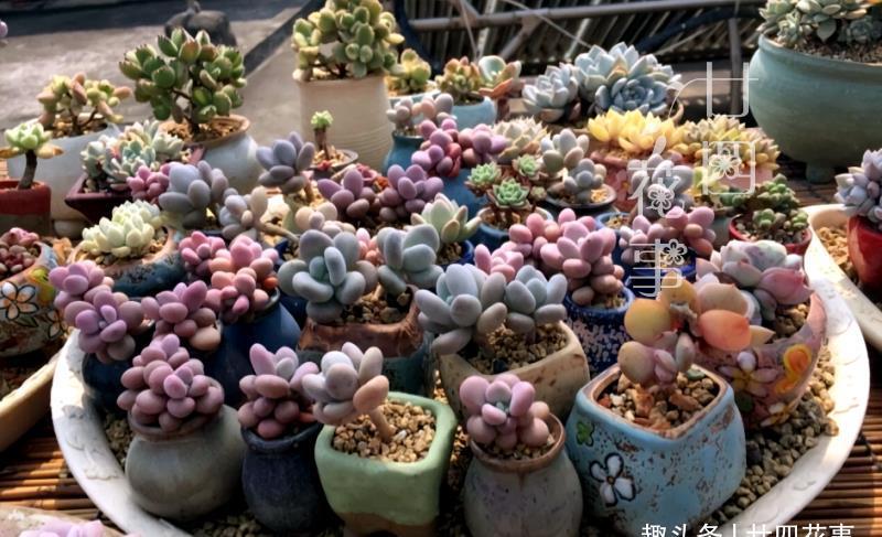 廿六|夏天不敢给多肉浇水?一个小妙招,轻松解决难题,适合新手和懒人