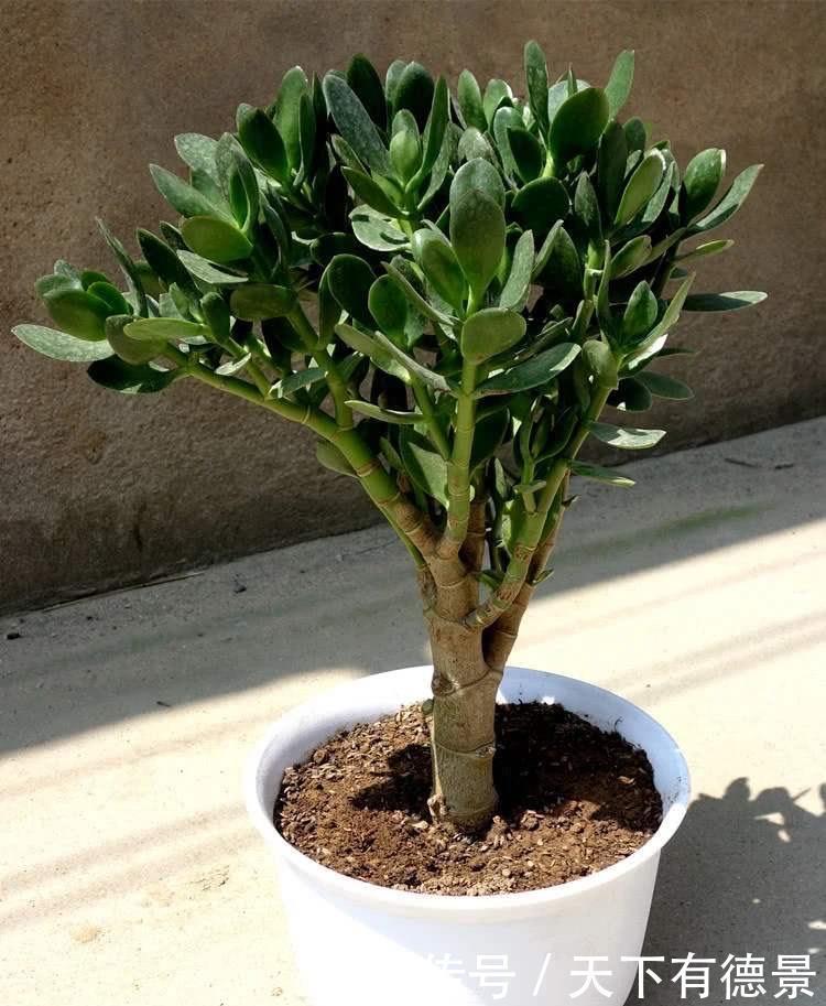 土壤|盆栽玉树,有“3要点”,四季都繁茂叶油绿,枝子更粗壮