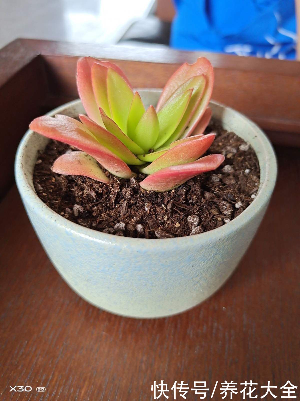 叶片|夏季多肉难养好？记住3个不要，安稳度夏不困难