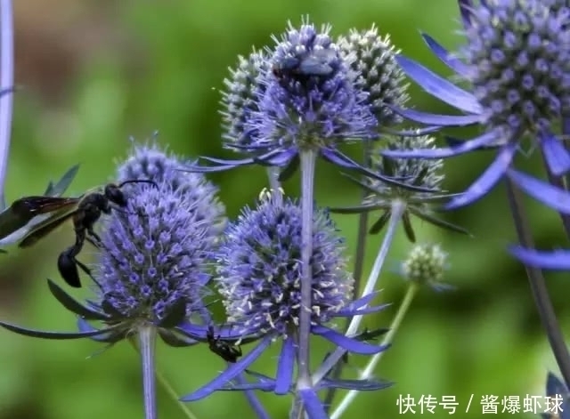 此种中药草与“香菜”同音，外表长相极丑，却是止血神药！