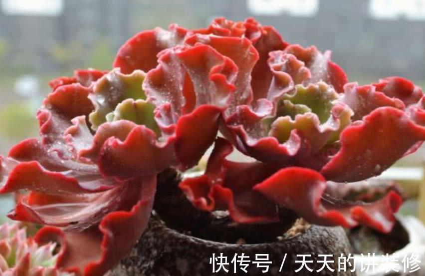 推荐几款皮实的多肉,不用花钱买营养土,路边的园土就能养出状态