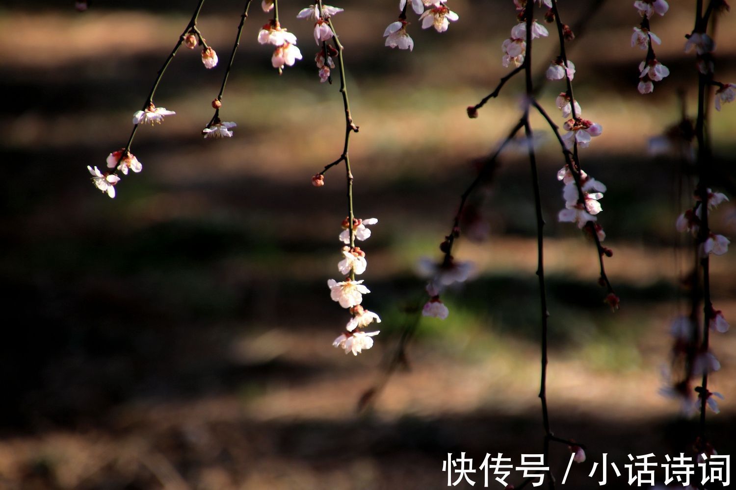 词人@姜夔在苏州赏梅时,一连写下两首咏梅词,为何都能好评如潮?