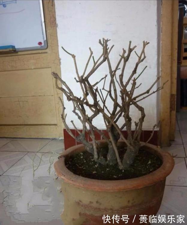 茉莉花的修剪时间特别重要，剪错了，植株开花少，很难再开爆