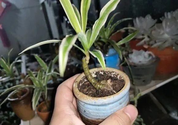 虎皮兰,红掌,吊兰养成老桩,变成大树,真壮观