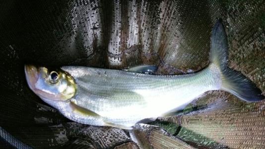 夜钓最好的机会来了!18条经验助你成功爆护!