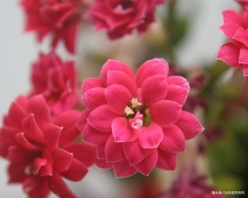 家养长寿花总是难开花归根结底是你没找对技巧，这样做就对了