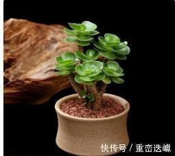 阳台上|比香水还要香的6种花,栽在阳台上,满屋子都飘香,美极了!