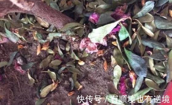 月季花杜鹃花栀子花总是养不活教你一招,连开3个月!
