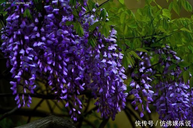 有庭院、露台养4种花,1年长成“遮阴棚”,好看又实用