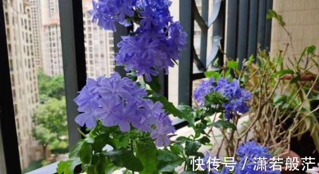 爱花养花,天冷打理就不能忽视这些因素,不然一盆不剩