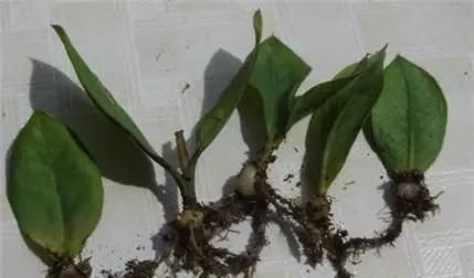 蟹爪兰|养花爱好者看过来这15种花现在“扦插”,生根快,一个周就长芽