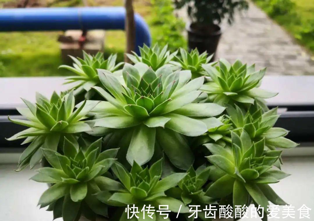 1个盆里塞800棵多肉,鼓到爆炸,看都不敢看