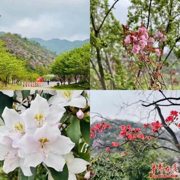 小唐策游潇湘之三：阳明山何止杜鹃红和万寿寺