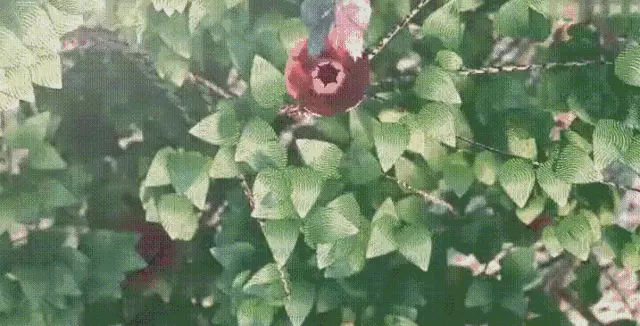 原味内内 出售