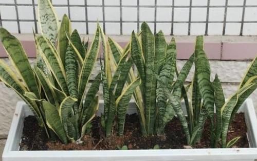 喜欢养虎皮兰就用叶片扦插,操作超简单,还生根快、成活率高