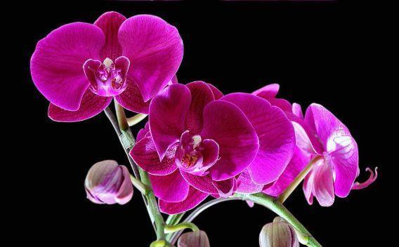 4种花适合冬天养,开花爆盆花期长,枝头花苞满