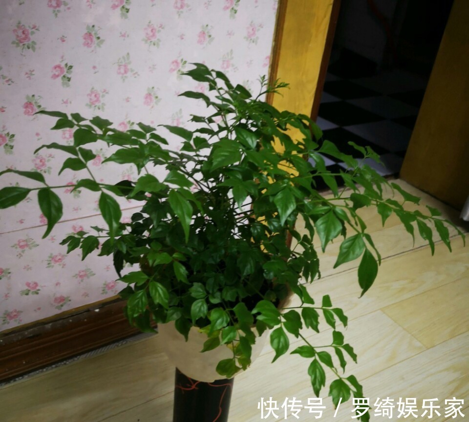 施肥|幸福树深埋好还是浅栽好栽不对的幸福树一点也不幸福