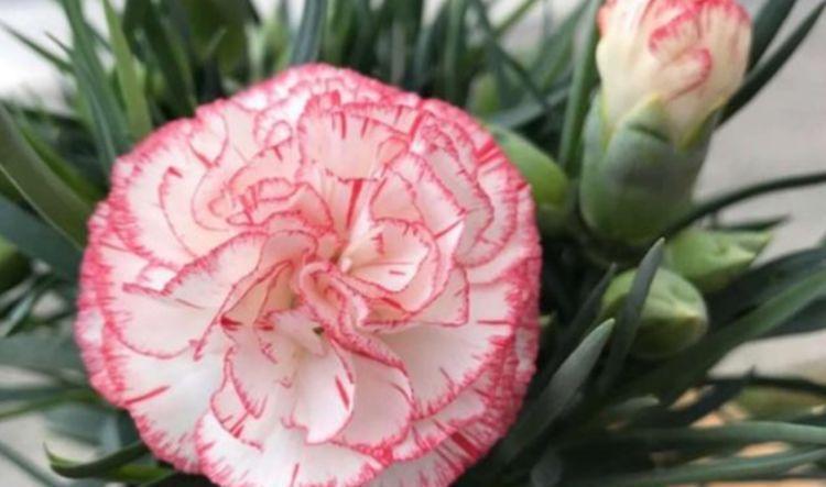 家里养上“4种花”,直接变成小花园,花开满盆,你家有吗?