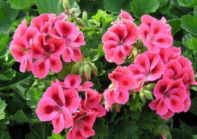 大花球|农历十一月大雪过后，养什么花？家里养3种花，前程似锦步步高升