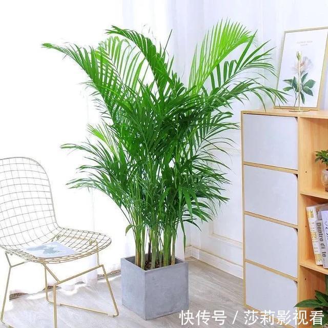 美誉|客厅养花就选这5种，清雅又大方、越养家里越干净，越养越健康