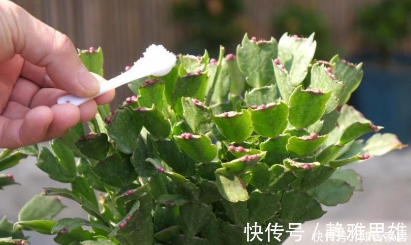 花友会|蟹爪兰2次开花数量少？花后5步不能少，做好轻松开爆盆！