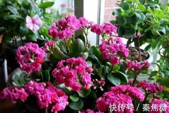 营养物质|冬日长寿花开完花后，马上动手做4件事，10天就能迎来下一波花