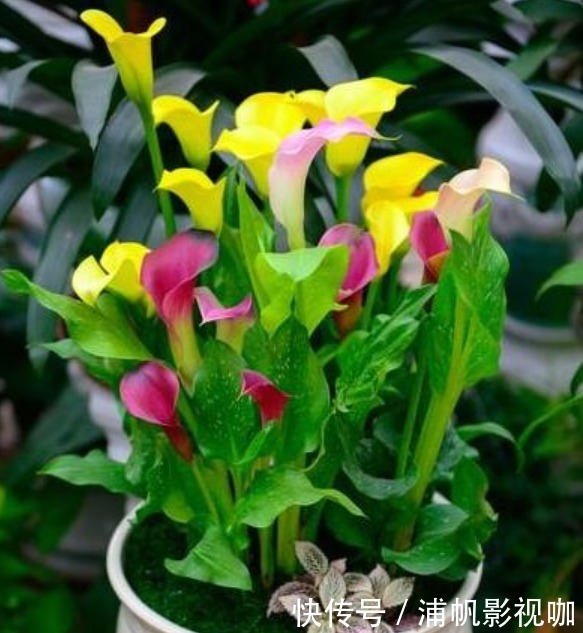 浇水|早上、中午、晚上浇花“区别大”难怪总是养不好花,要这样浇!