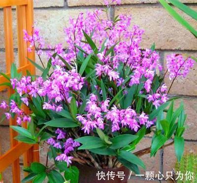 4种“杀菌花”，冬天养几盆，清香漂亮，空气清新，家里人少生病