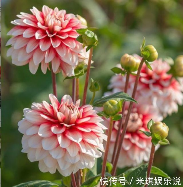 寓意超好的旺运花，吉祥又喜庆，年年开花美翻