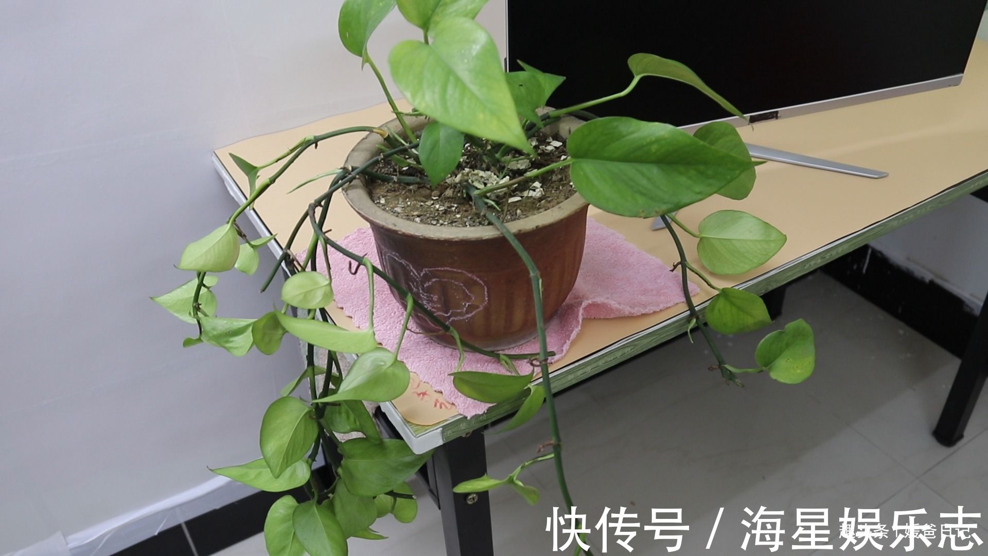 你家有绿萝吗我也是刚刚才知道,肯定不是迷信