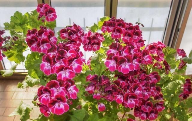 好养的花卉就选“它”,品种多,开花五颜六色,一年开花365天