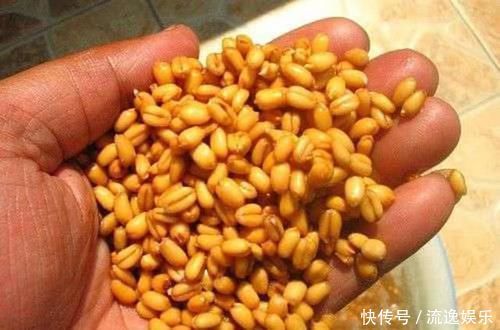 麦粒做钓饵的三种方法,清香又甜酸,春夏秋钓鱼更加有效