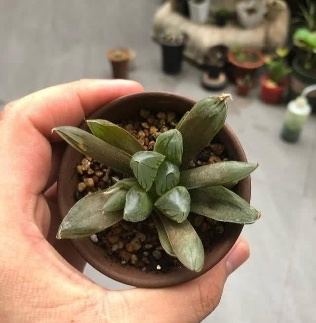 一年四季养多肉,记住浇水3句话,不烂根不化水,姹紫嫣红好状态